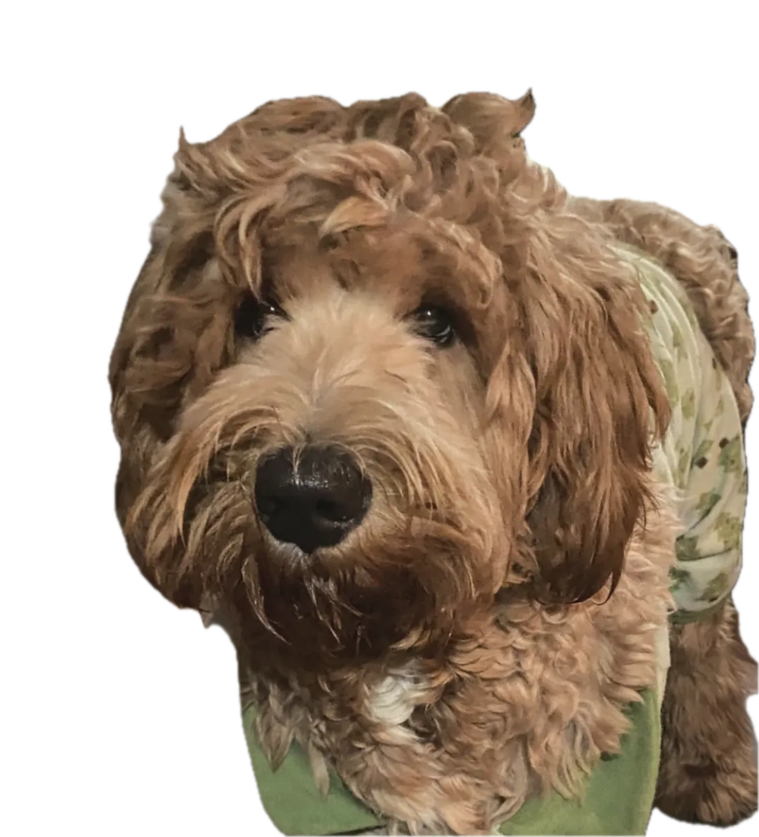 Mr.Countertops Goldendoodle wearing comfy pajamas